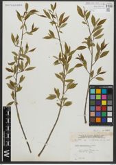 Foto von Salix amygdaloides Andersson